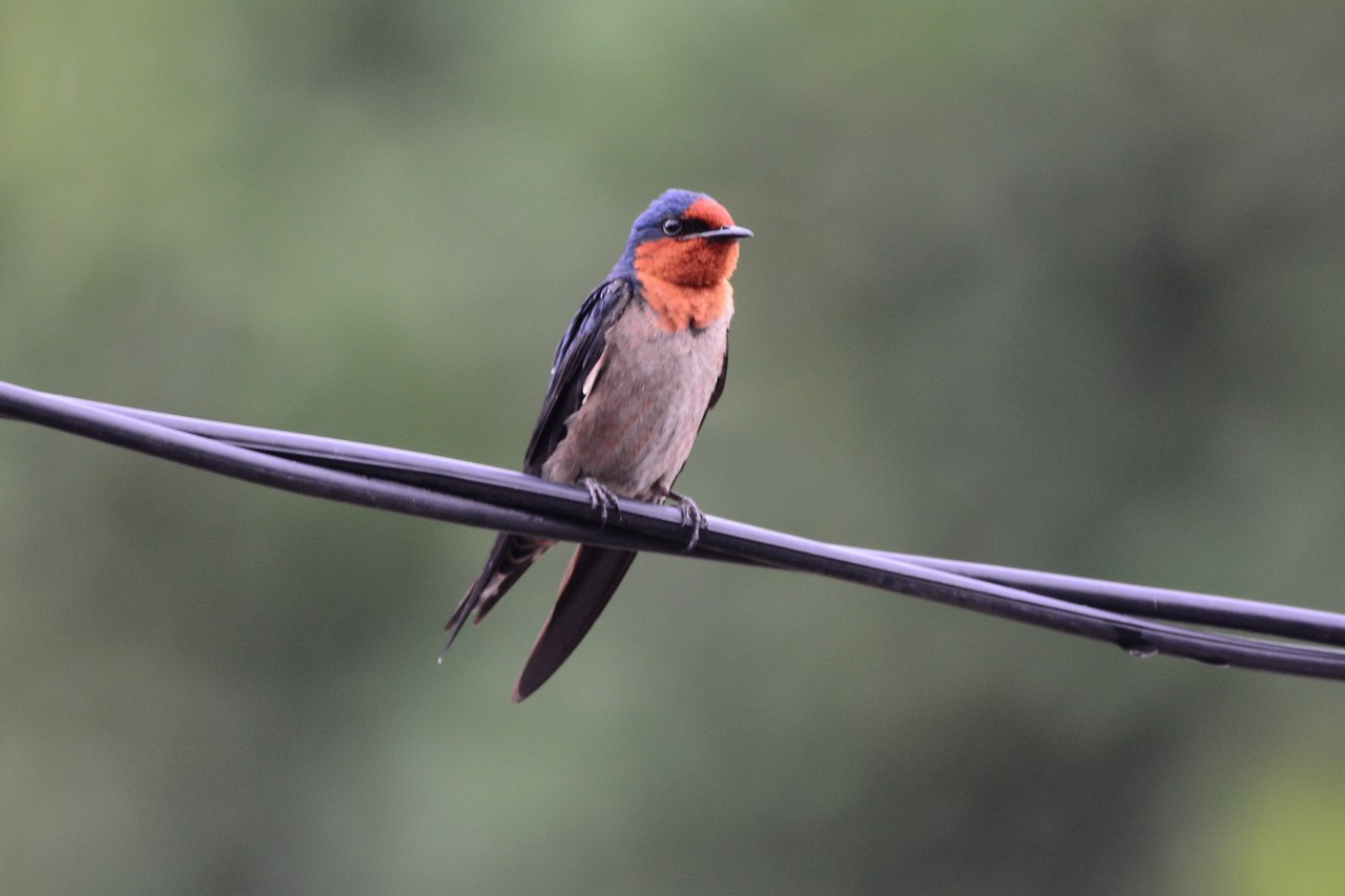 Hirundo tahitica